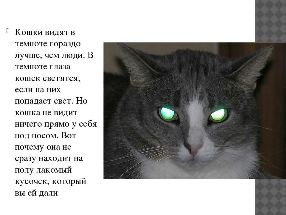Почему кошка видит в темноте. Зрение кошек в темноте. зрение кошки ночью. кошки видят в темноте. как кошки видят в ьемно е.