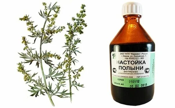 Полынь горькая сорные растения. Полынь лекарственные средства. Полынь лечебные свойства народная медицина. Полынь от паразитов. Полынь горькая лекарственное растение.