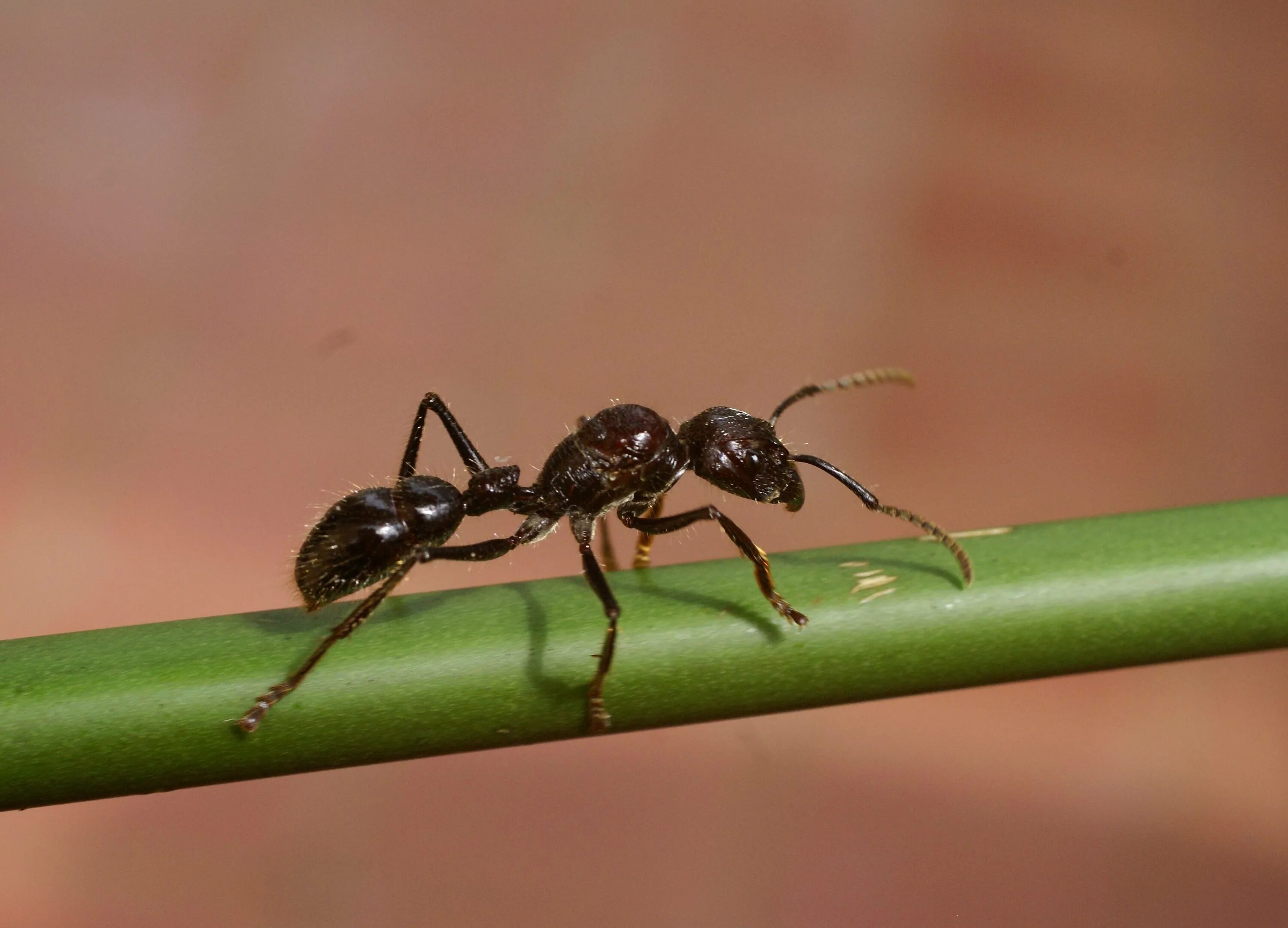Ant видео