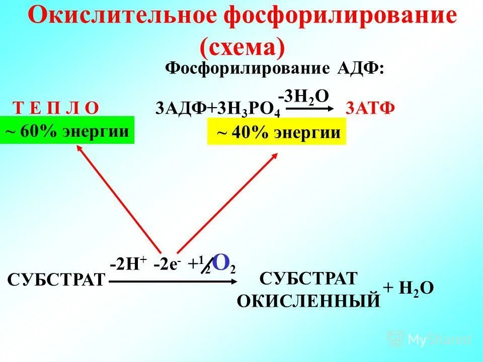 Окислительное фосфорилирование это процесс. Окислительное фосфорилирование это процесс. Окислительное фосфорилирование схема. В окислительном фосфорилировании участвуют. Что такое фосфорилирование окислительное фосфорилирование.
