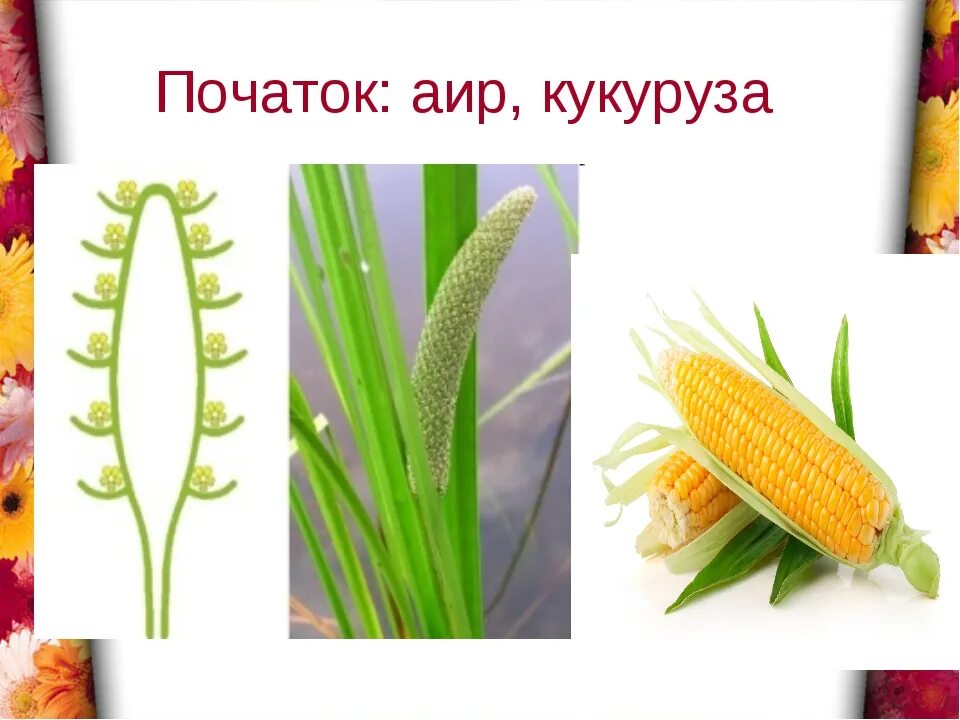 Початок 2. Кукуруза соцветие початок. Соцветие початок АИР. Кукуруза соцветие метелка. Кукуруза соцветия биология.