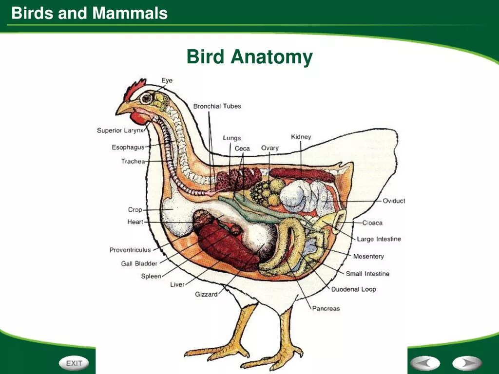 Кишечник курицы строение. Строение органов курицы. Анатомия строения курицы. Слепая кишка у птиц.