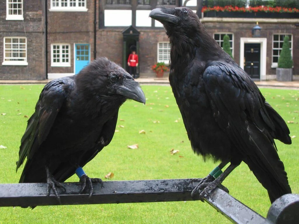 The ravens are the unique guardians