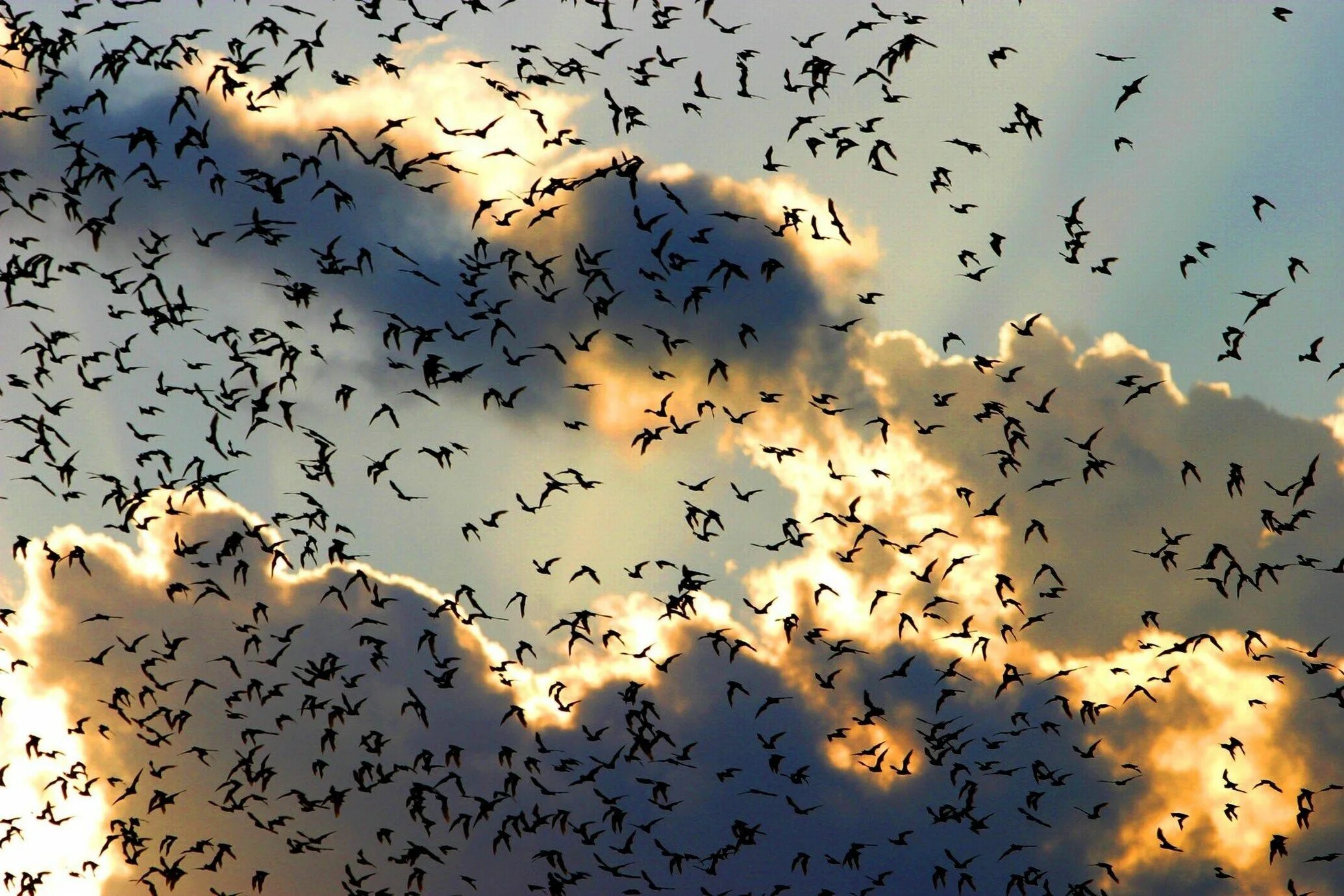 Много птиц. Стая птиц. Много птиц в небе. Стая птиц в небе.