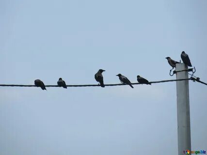 Ворона сидит на проводах