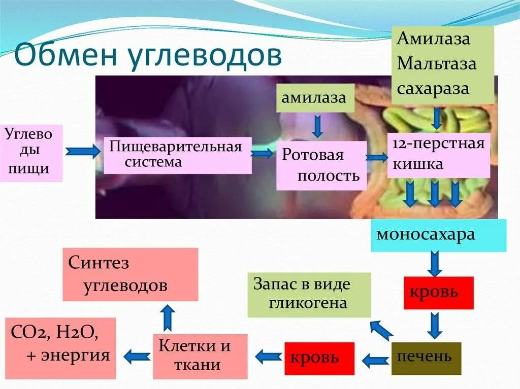 Схема обмена белка в организме. Обмен белков в организме человека схема 8 класс. Схема белкового обмена веществ. Метаболизм белков в организме человека. Участвует в белковом обмене