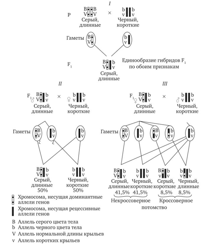 Количество сцепленных генов соответствует количеству. Сцепленное наследование скрещивание. Неполное сцепление схема скрещивания. Схема наследования генов. Схема скрещивания сцепление генов.