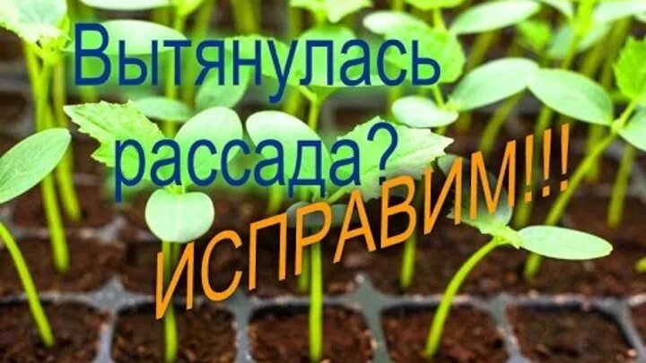 Если рассада огурцов сильно вытянулась что делать