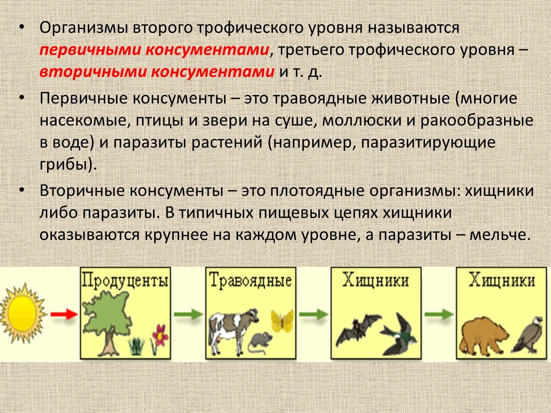 Строго травоядный человек