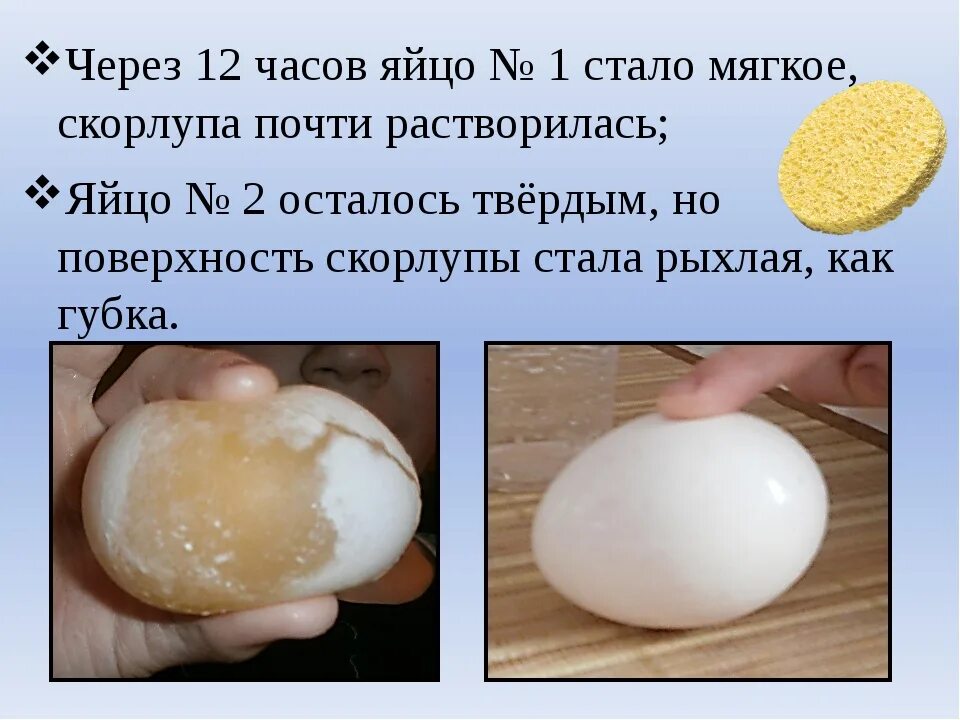 Яйцо пенится скорлупа. Растворимое яйцо. Яйцо без скорлупы причины. Как образуется скорлупа на яйце. Почему скорлупа мягкая