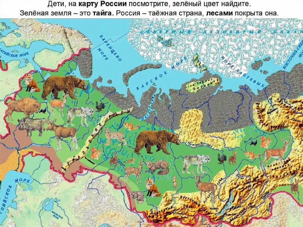 Природные зоны России. Зона тайги на карте. Тайга на карте России. Зона тайги на карте России.