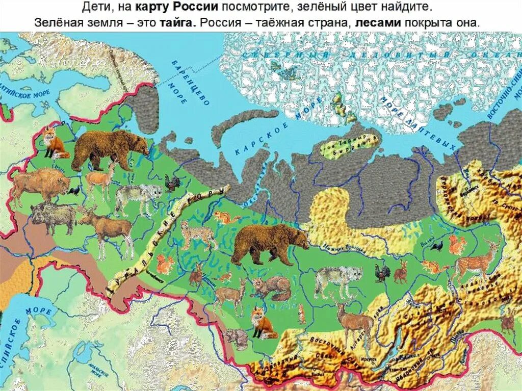 Зоны россии 2023. Тайга природная зона на карте. Карта природных зон России с животными. Зона тайги на карте России. Карта тайги на карте России.