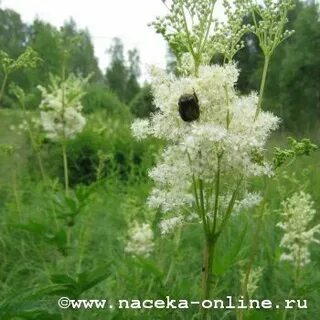Кучин таволга