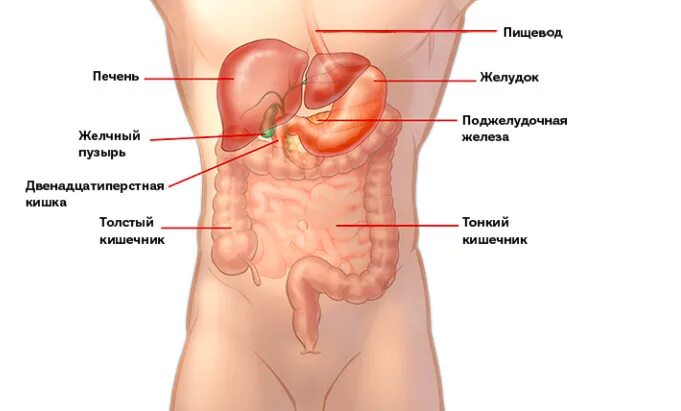 Желудок печень поджелудочная железа желчный пузырь. Органы брюшной полости поджелудочная железа. Брюшная полость человека поджелудочная железа. Анатомия человека желчный пузырь расположение. Органы брюшной полости желчный пузырь.