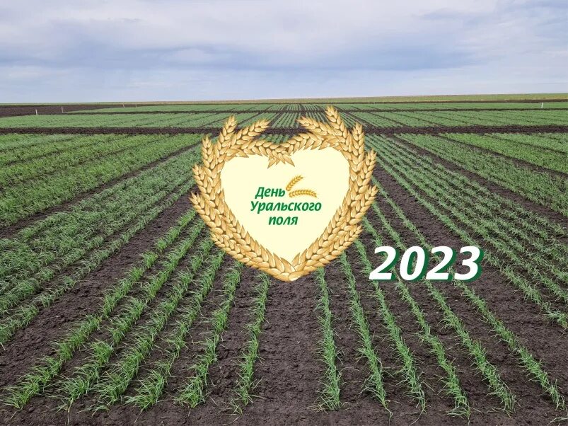 Всероссийский день поля 2023. С днем россии поле. День поле 2023. День поля пенза 2023. День поле 2023.