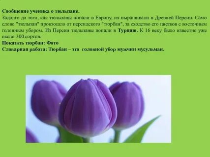 Текст тюльпан