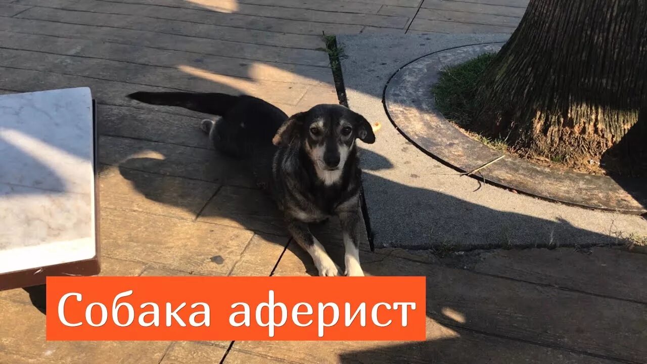 Бездомные собаки в грузии. Собаки в батуми. Собака из грузии. Бездомные собаки в батуми. Собаки в батуми.