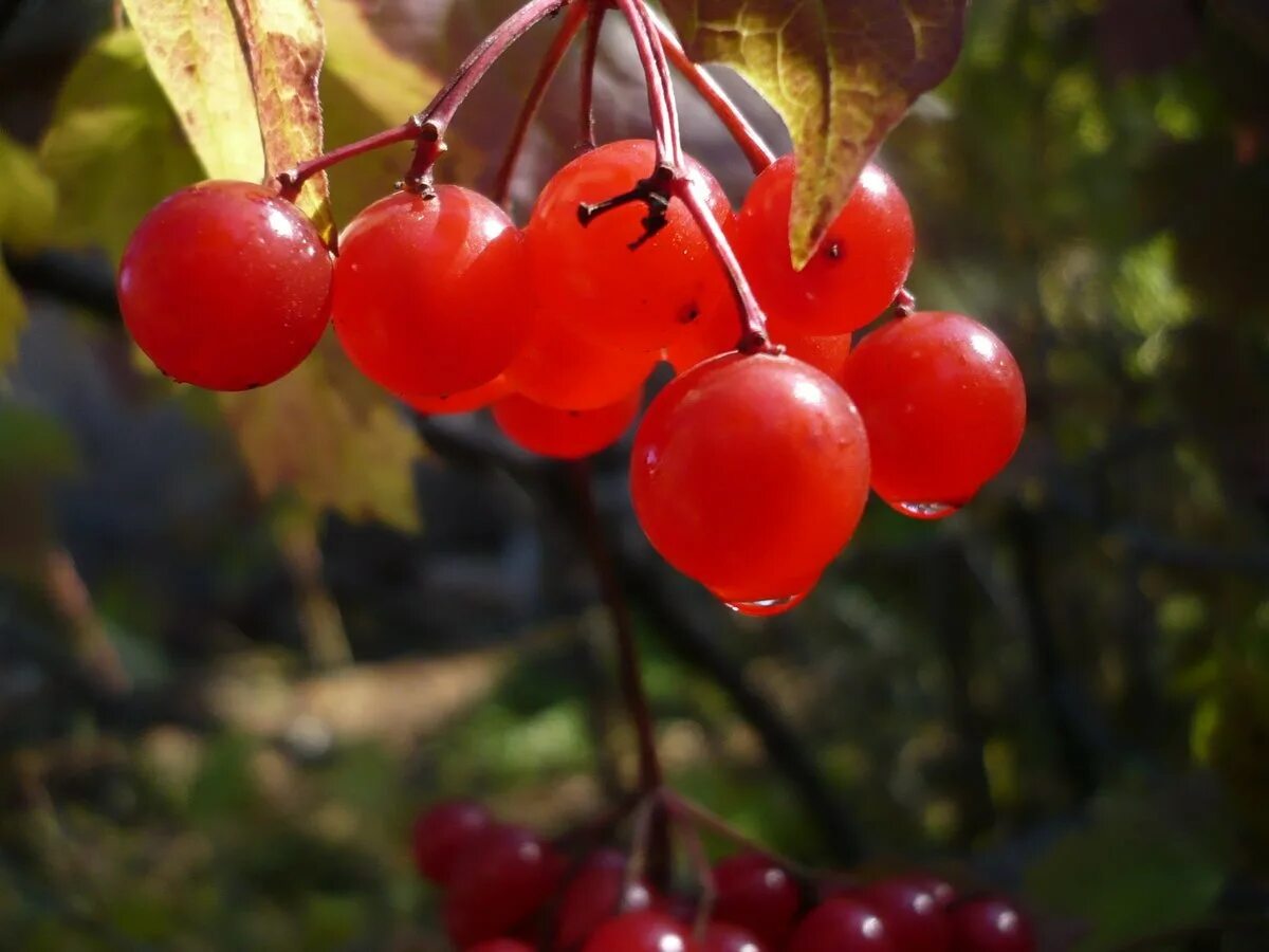 калинка малинка фото. ягода калинка. калина красная дерево. калина. калинка ягода.