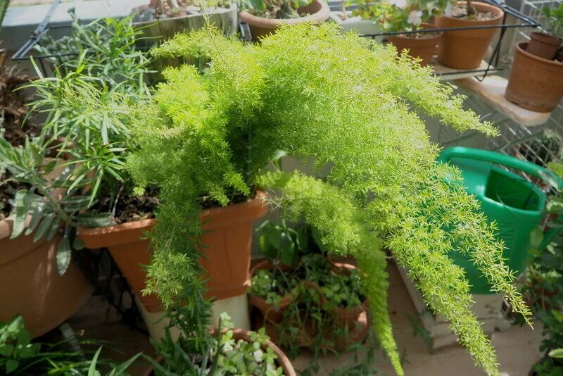 Аспарагус серповидный желтеет. Аспарагус серповидный желтеет. Аспарагус медеолойдес. Аспарагус желтый. Папоротник аспарагус.