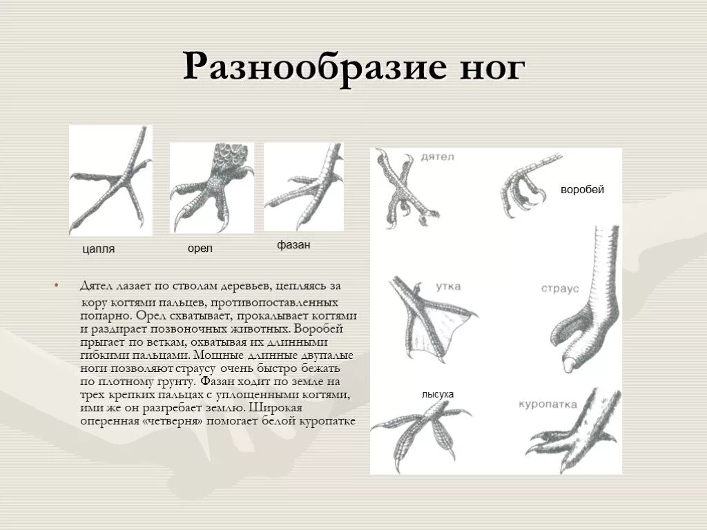 Разнообразие конечностей птиц. Строение конечностей птиц. Строение задних конечностей птиц. Строение ноги птицы. Задние конечности птиц значение в жизни птицы