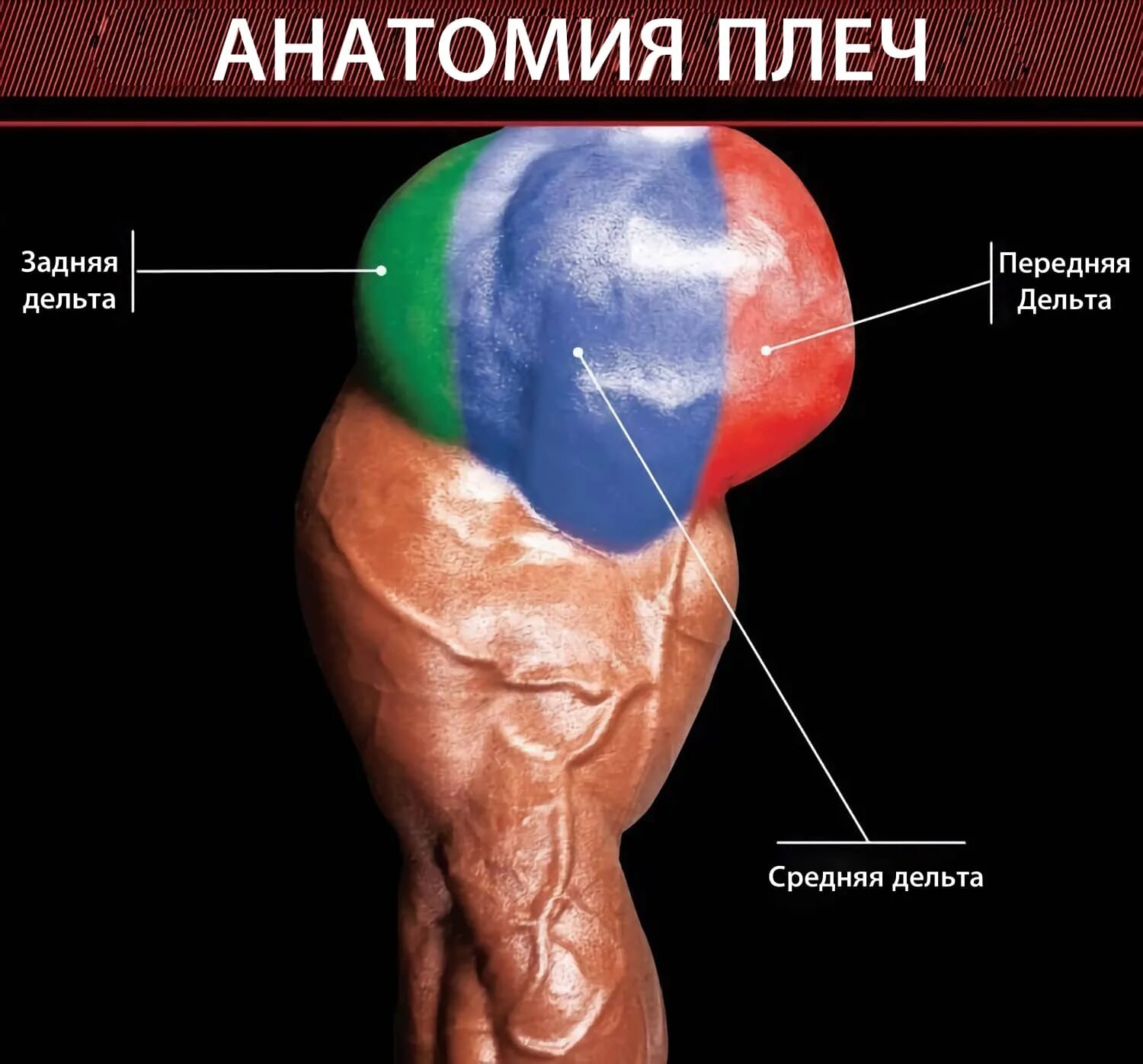 Передняя дельта средняя дельта задняя дельта. Передняя дельта и задняя дельта. Дельта с гирей. Тренировка плеч гирями. Средняя дельта.