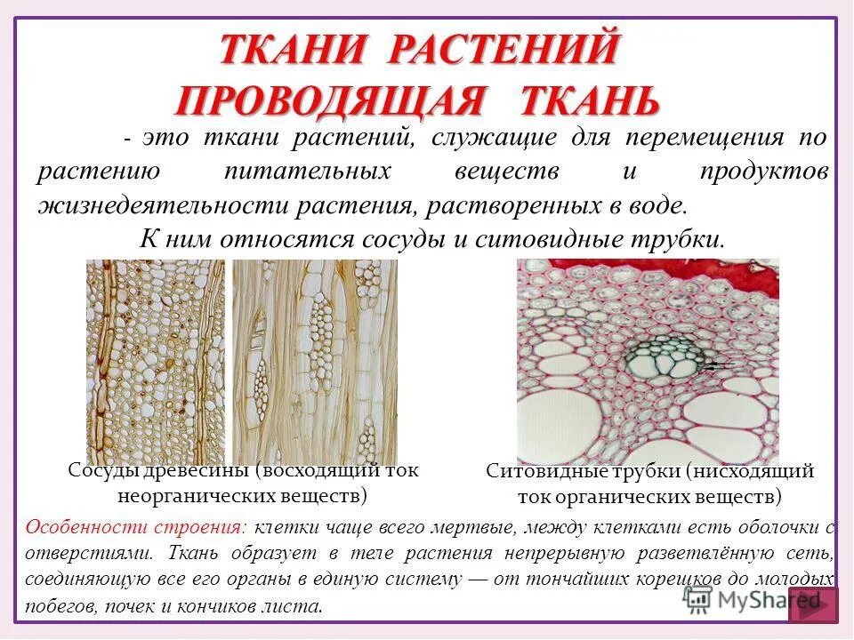 Какие функции выполняют сосуды древесины. Функции проводящей ткани растений 5 класс биология. ситовидные ткани сосуды растения. рисунок проводящей ткани растений 5 класс биология. особенности проводящей ткани растений 5 класс биология.