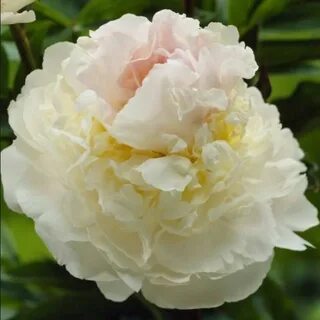 Paeonia blush queen