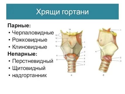 Болит щитовидный хрящ гортани при надавливании