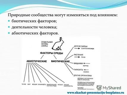 Приспособления животных к абиотическим факторам