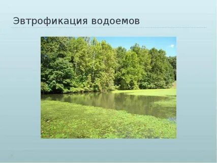 Эвтрофикация