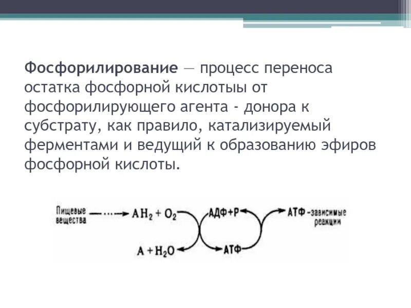 Фосфорилирование биохимия. Фосфопротеины фосфорилирование. Дефосфорилирование ферментов. Процесс фосфорилирования. Фосфорилирование гидроксильной группы.