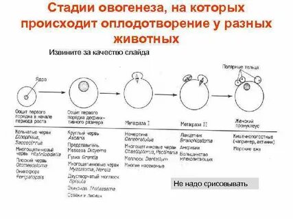 Яйцеклетки период оогенеза