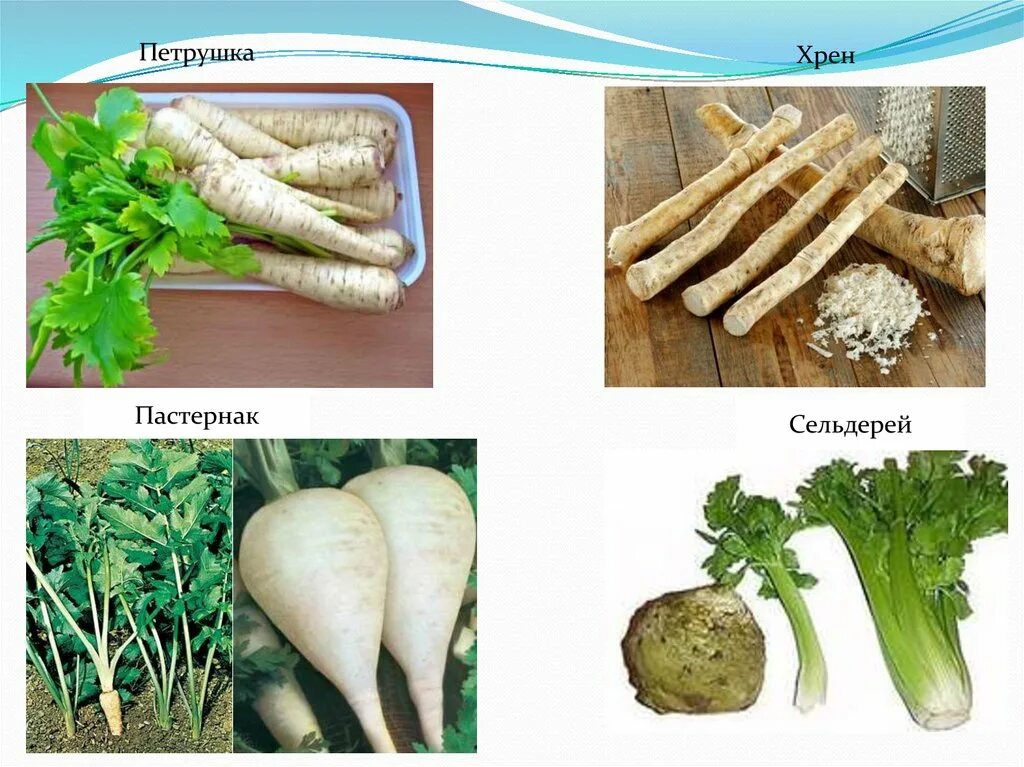 На что похож сельдерей. Корнеплоды петрушка, сельдерей, Пастернак. Корнеплоды — петрушка, сельдерей, Пастернак, брюква;. Петрушку, Пастернак, сельдерей и хрен. Петрушка сельдерей Пастернак.