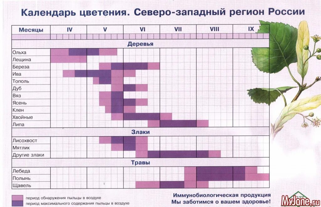 Когда начинается цветение березы