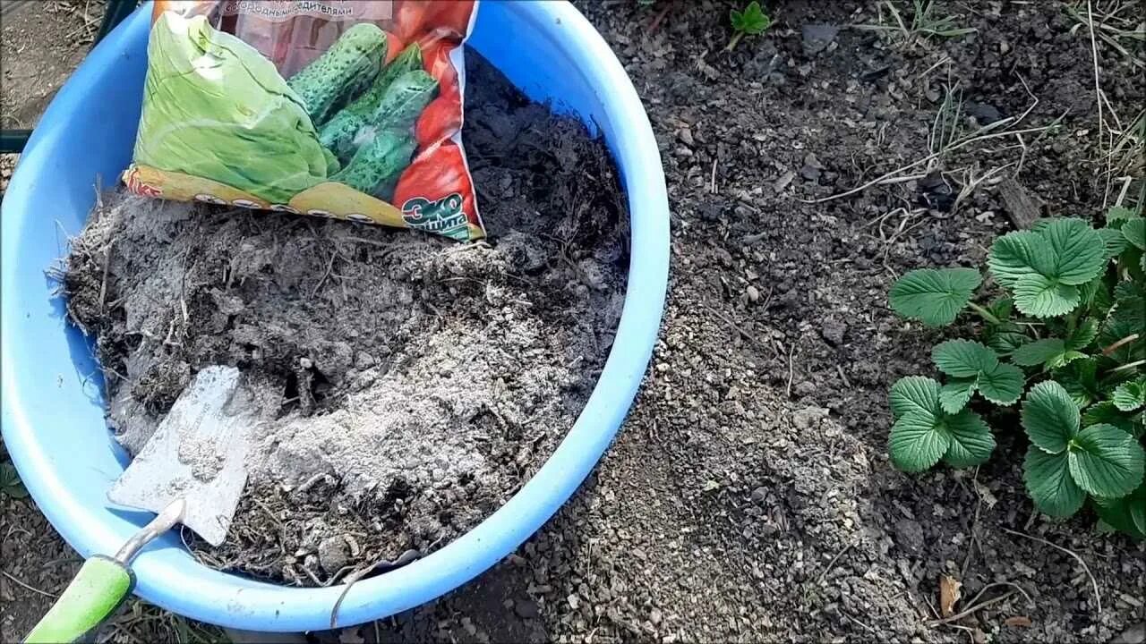 Подкормка клубники весной после зимы. Весеннее удобрение для клубники. удобрение для клубники весной. подкормка земляники весной. клубника после зимы.
