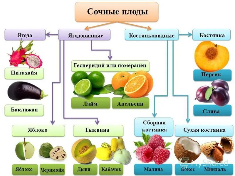 Классификация сочных плодов. Плоды типы плодов классификация плодов. типы плодов схема. классификация плодов сухие и сочные. плод . строение . сухие , сочные плоды.