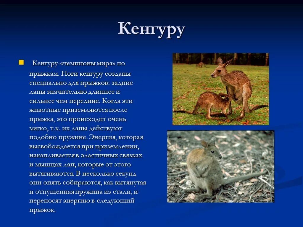 Исполинский кенгуру тип развития. Приспособление кенгуру. Кенгуру характеристика. Среда обитания кенгуру. Кенгуру обитание.