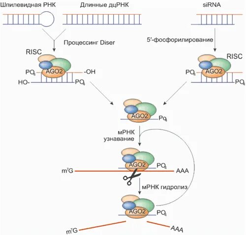 РНК интерференция механизм. РНК интерференция схема. Малые интерферирующие РНК схема. Малая интерферирующая РНК функция.