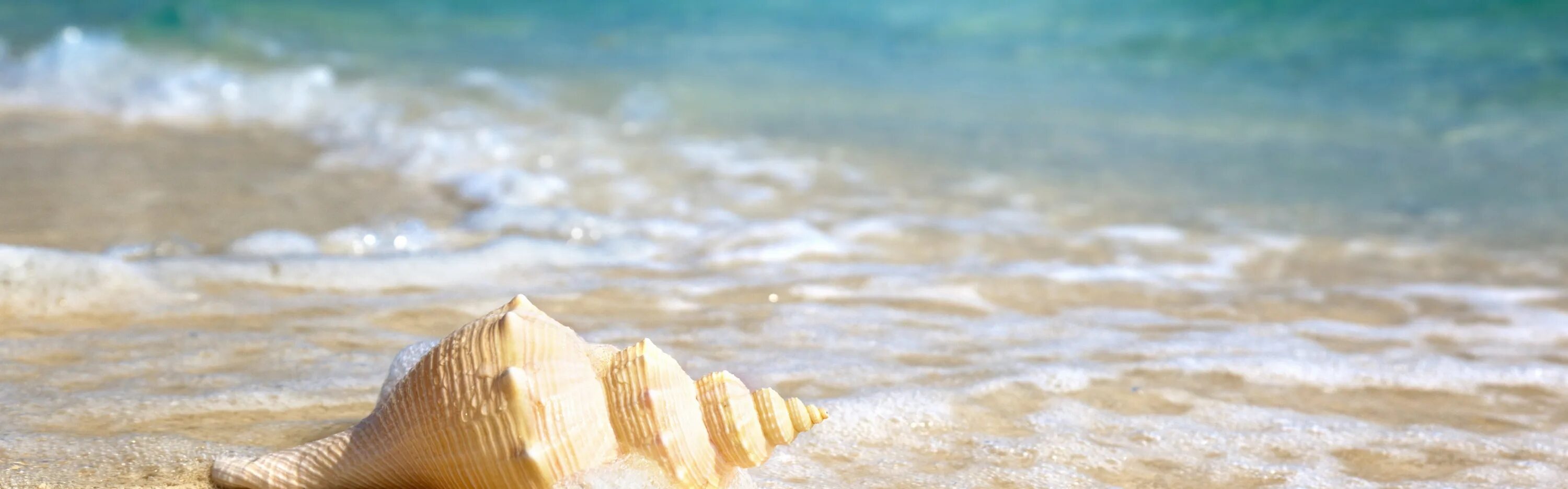 Ракушки на песке. Море песок ракушки волна. Волна Ракушка. Лето море солнце пляж.