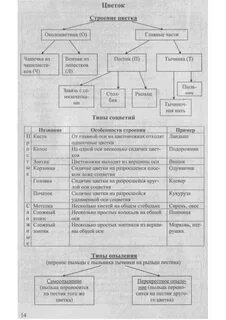 Что такое схема в биологии 5 класс