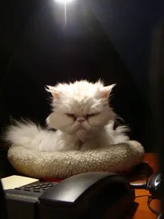 Кот звонит