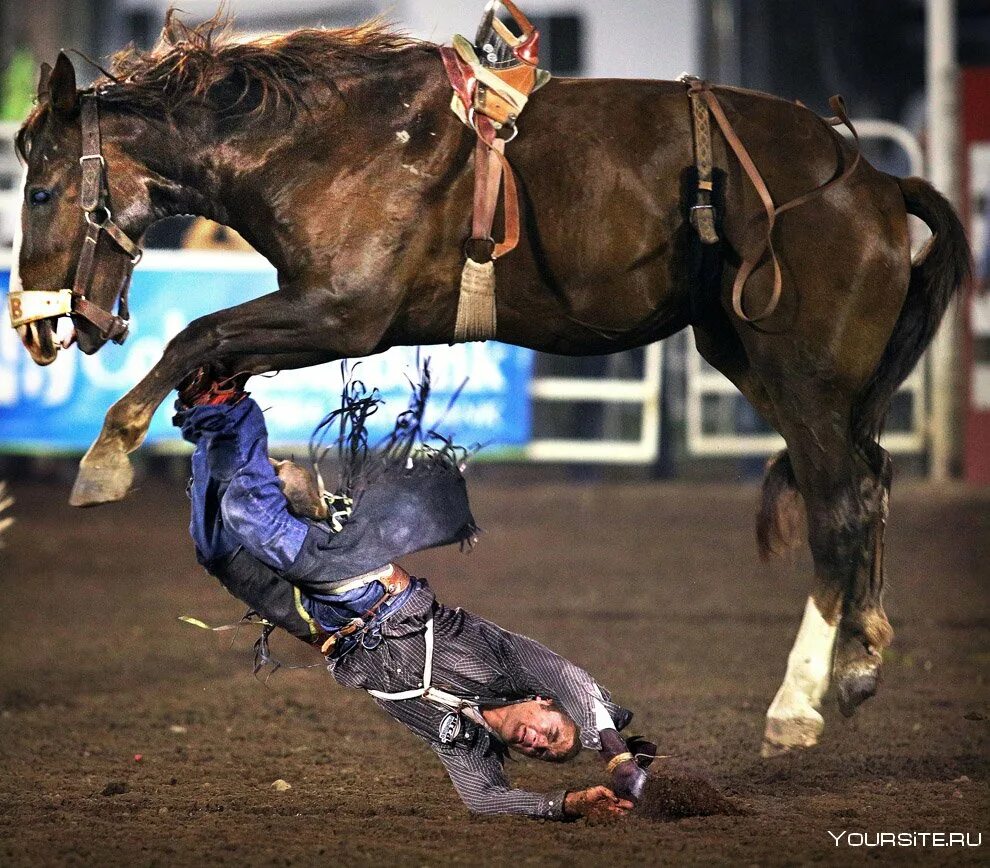 Конный спорт падения. Мой любимый чемпион падение лошади. Конный спорт падения. Стипль-чез конный спорт. Падение с лошади.