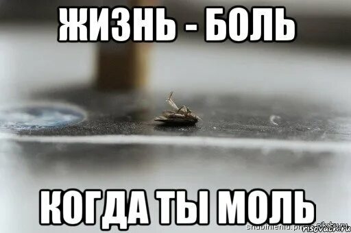 Жизнь боль мем. Жизнь боль. моль прикол. прикольная моль. боль моль.