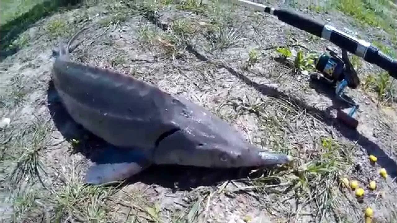 На что ловить осетра на рыбалке. Ловля осетра. ловля осетра на спиннинг. стерлядь на спиннинг. осетр ловля на платниках.