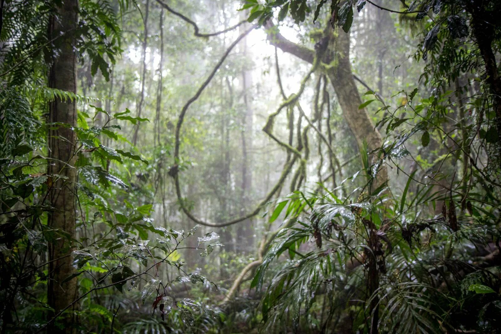 Зона влажных лесов австралии. Дождевые тропические леса Австралии. Дождевой лес Австралии. Дождевые леса Африки. Субтропический лес Австралии.