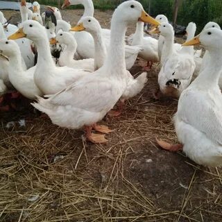 Утка бройлерная фото и описание отзывы