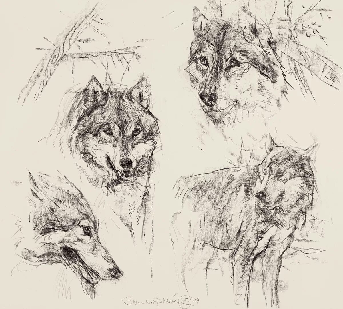 волк скетч. скетч волка набросок. волк набросок. животные карандашом. скетчи животных.