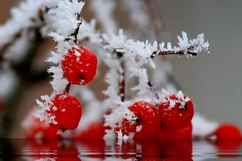 Снег прекрасен
