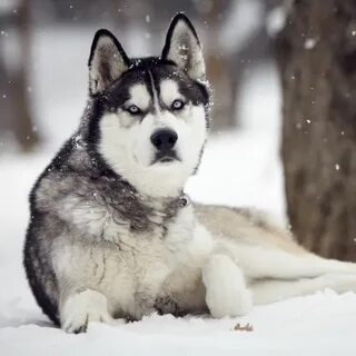 Хаски отзывы