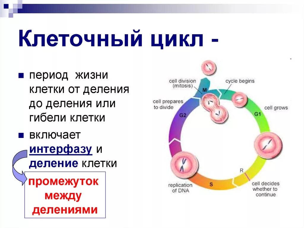 Схема стадий жизненного цикла клетки. Периоды жизненного цикла клетки. Фазы жизненного цикла клетки. Фазы жизненного цикла клетки кратко. Жизнь клетки до ее деления